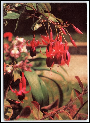 Carte postale bulgarie 1979 - carte,